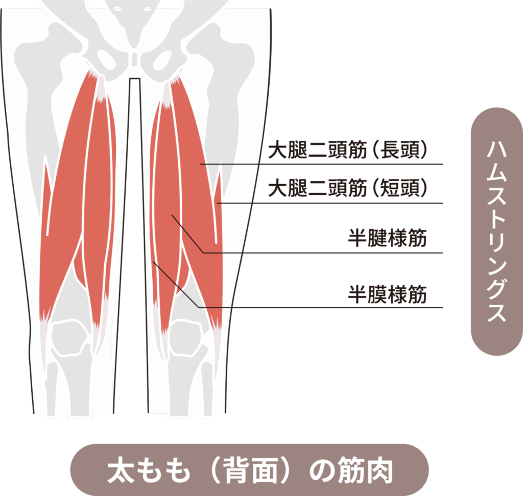 太もも背面の筋肉＿【足の筋トレ】健康×ダイエットに効果抜群！鍛える・引き締めるおすすめのトレーニング方法