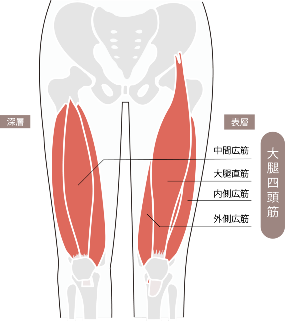 大腿四頭筋_【足の筋トレ】健康×ダイエットに効果抜群！鍛える・引き締めるおすすめのトレーニング方法