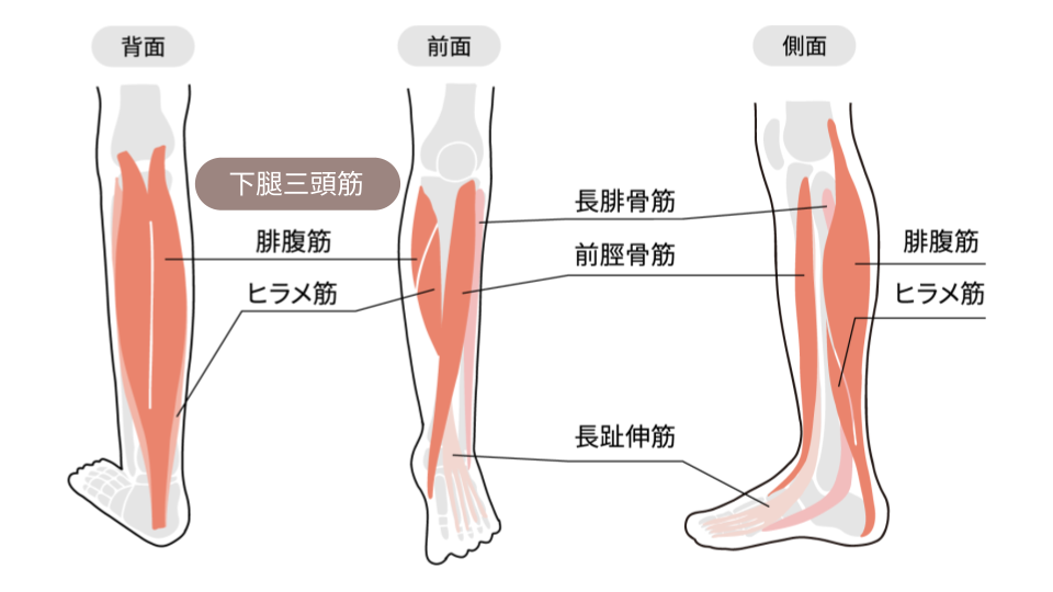 下腿三頭筋_【足の筋トレ】健康×ダイエットに効果抜群！鍛える・引き締めるおすすめのトレーニング方法